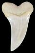 Mako Shark Tooth Fossil - Sharktooth Hill, CA #46786-1